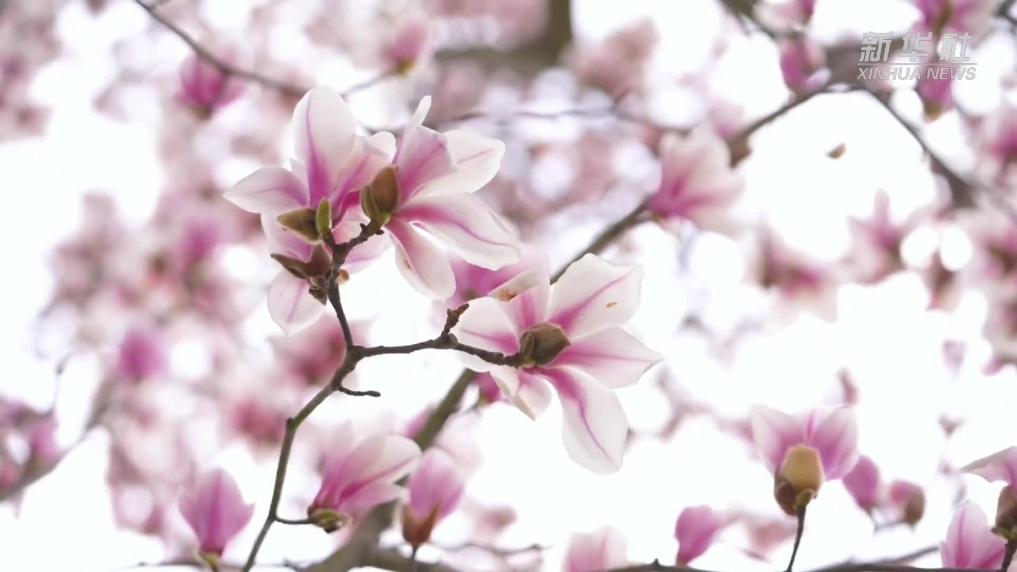 安徽：新安江畔玉兰开