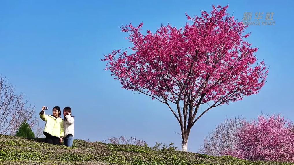 安徽黄山：春染樱花映茶园