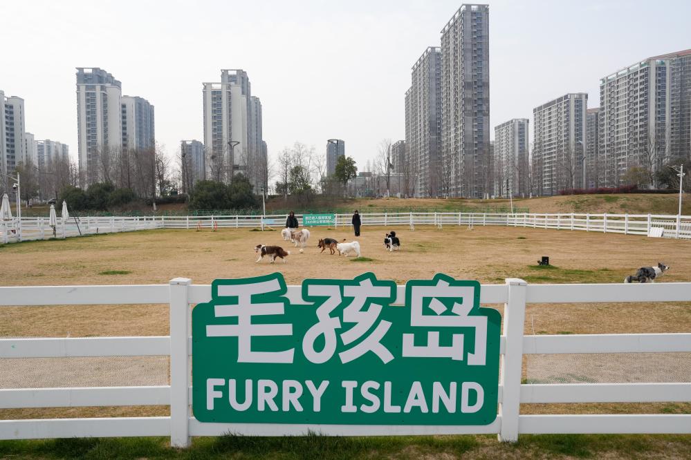 江苏：“宠物友好”融入城市生活圈 激活产业新生态