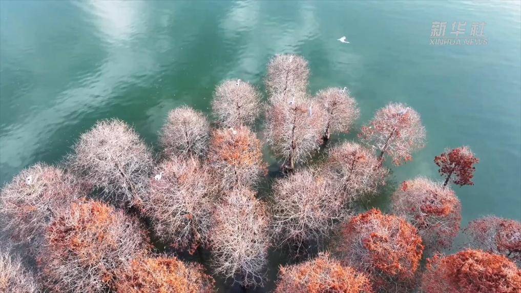 安徽颍上：白鹭衔春光