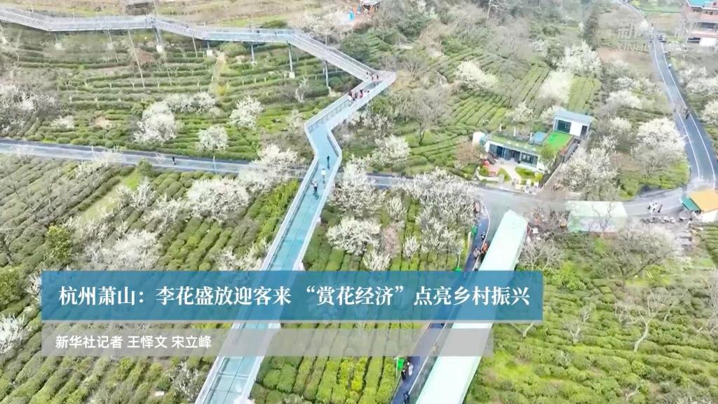 杭州萧山：李花盛放迎客来 “赏花经济”点亮乡村振兴