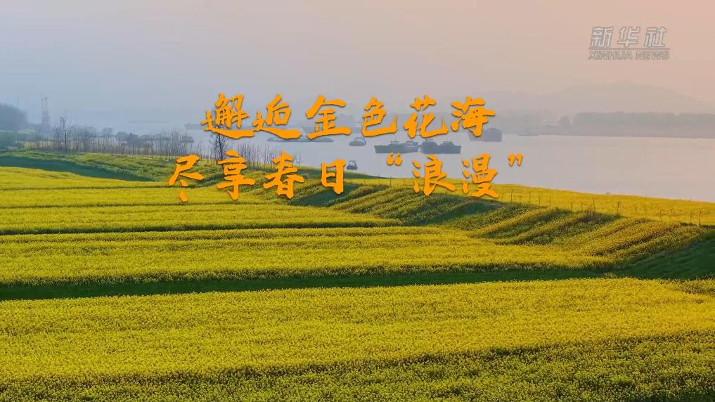 邂逅金色花海 尽享春日“浪漫”
