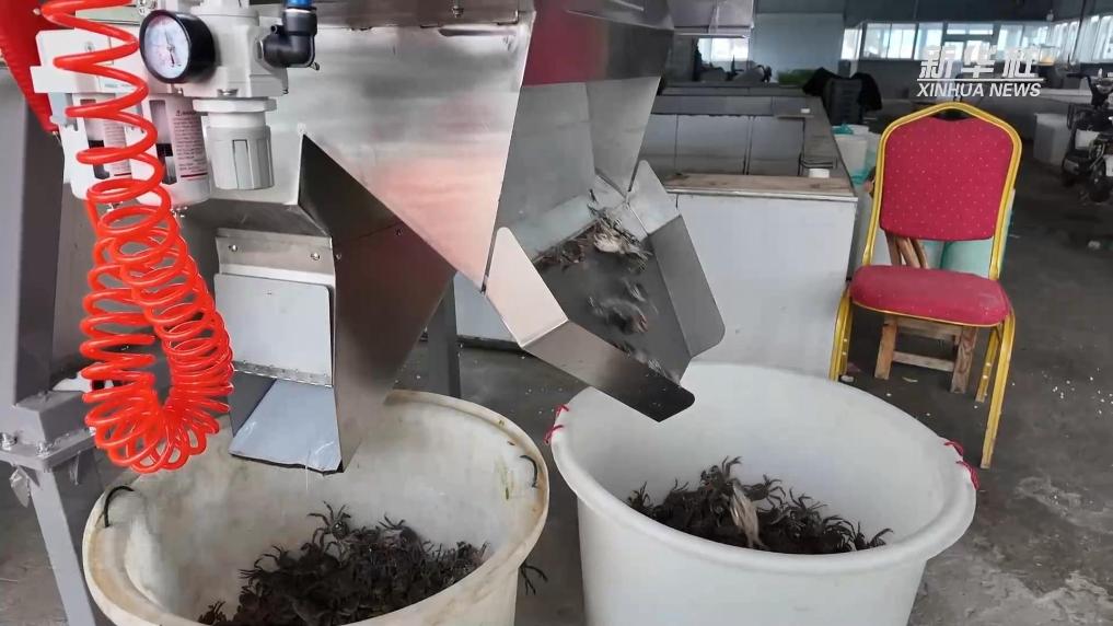 江苏金湖：AI蟹苗分选机提速蟹苗投放
