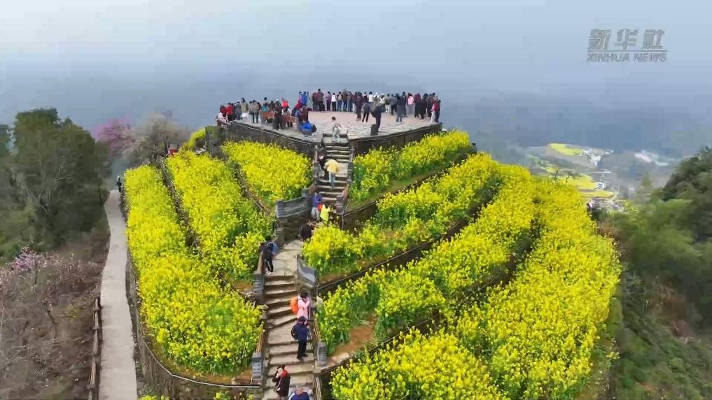 安徽：花田中感受春的气息