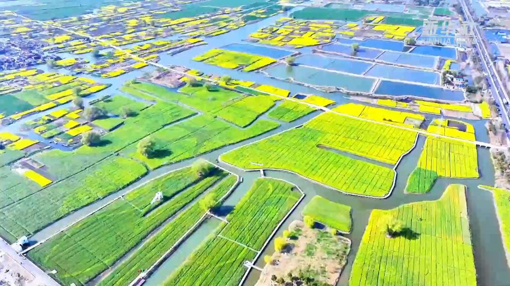 江苏泰州：多彩油菜花海“醉”游人