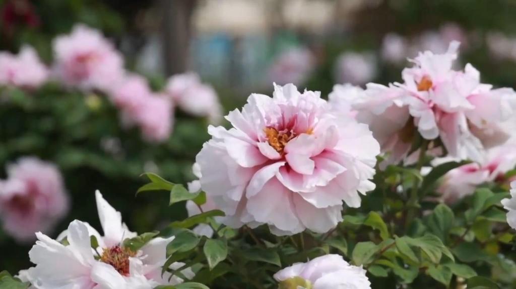 杭州余杭：赏“国色天香” 逛共富市集