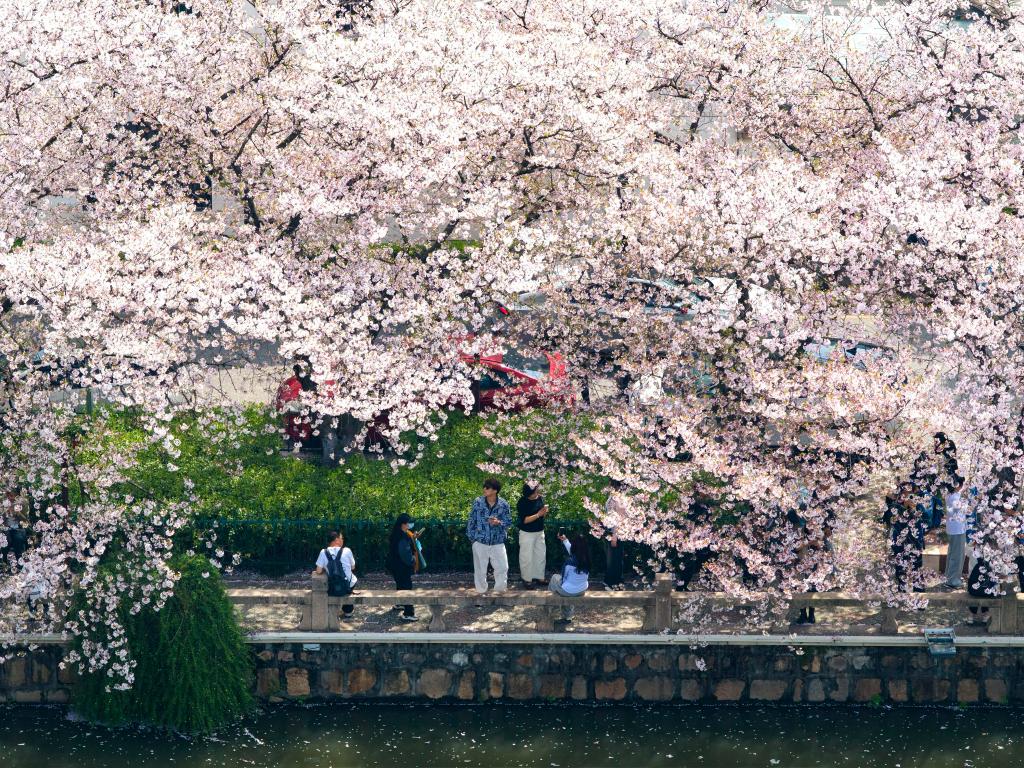 流动山河景 一路皆芳华——清明踏青的N种“打开方式”