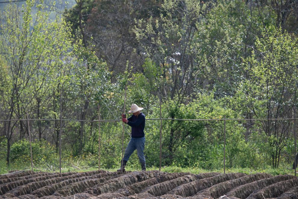春日农耕忙 姜田孕希望