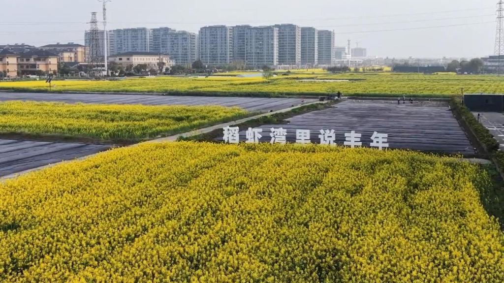 浙江杭州：稻虾共生特色产业助力农户增收