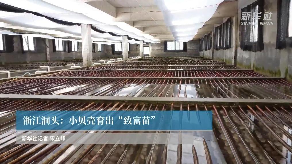 浙江洞头：小贝壳育出“致富苗”