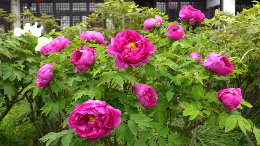 牡丹花开 国色天香