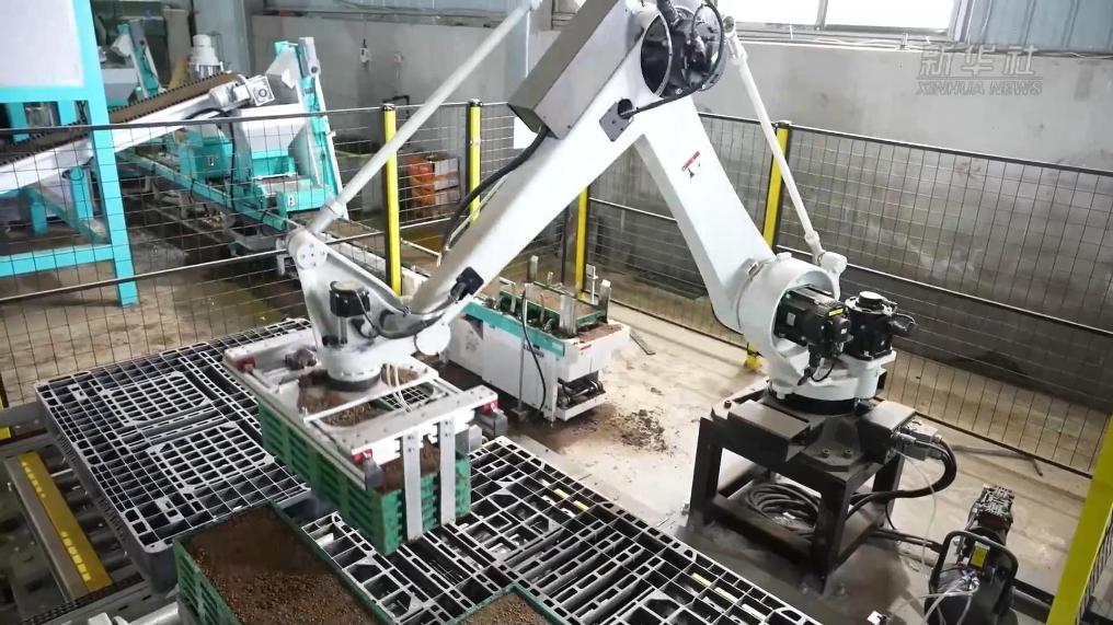 春耕一线观察｜“工厂化”育秧孕育丰收“好苗头”