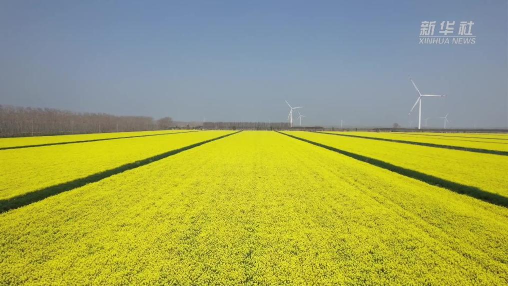 江苏射阳：万亩油菜迎春开 乡村振兴绘新卷