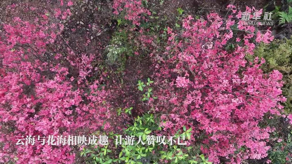 安徽：云上红旗岭 花开半山处