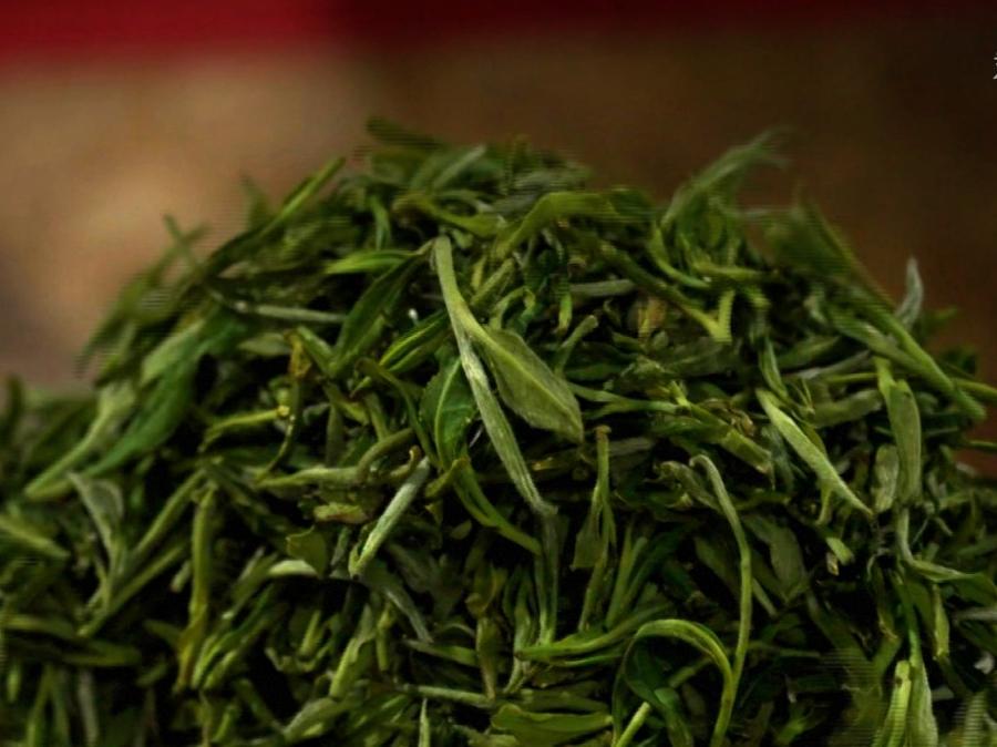 浙江温州：电力赋能茶产业低碳转型