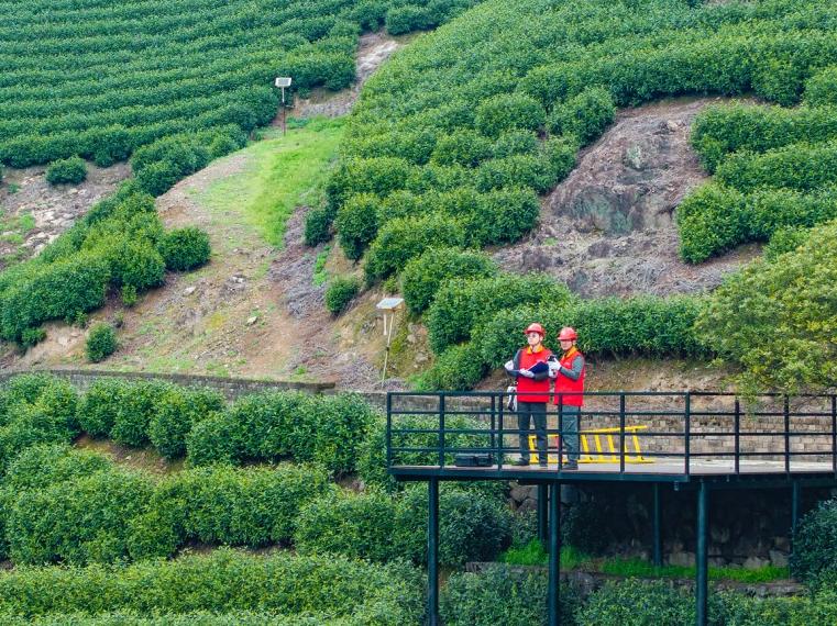 浙江湖州：电足+茶香！满格电力护航春茶“抢鲜”上市