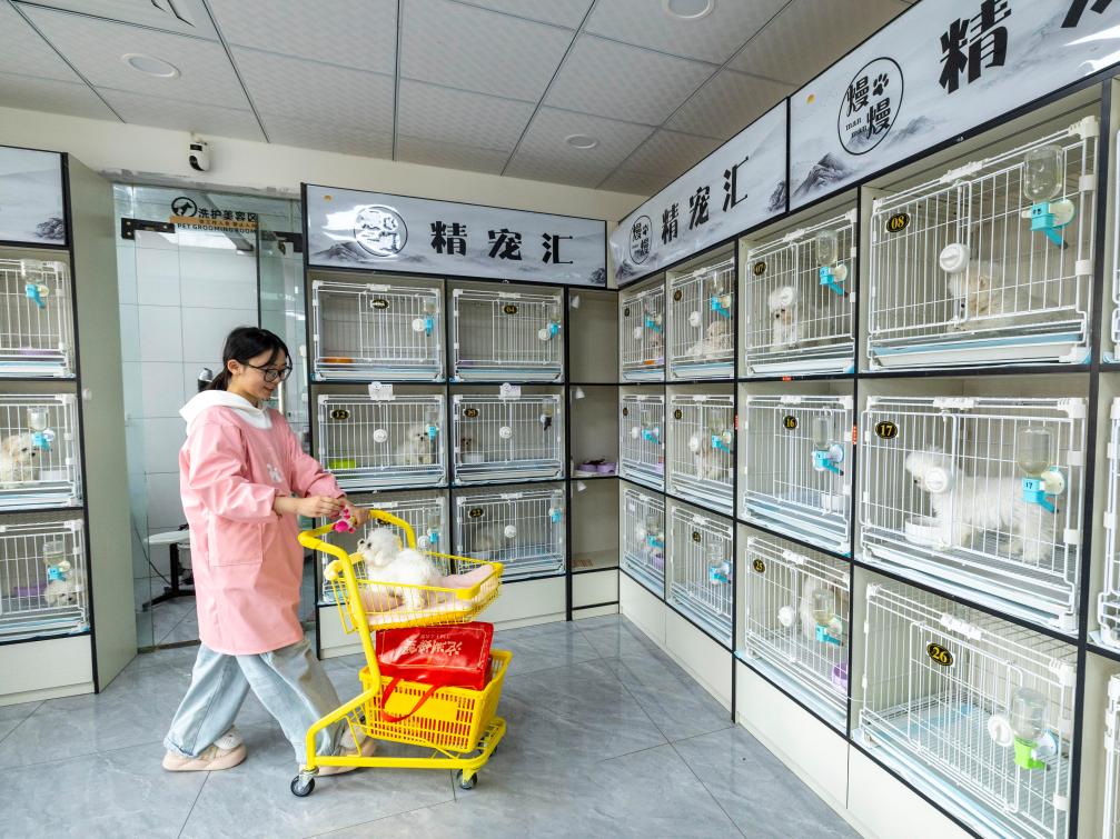 下沉市场看消费：年交易额6亿背后的宠物经济密码