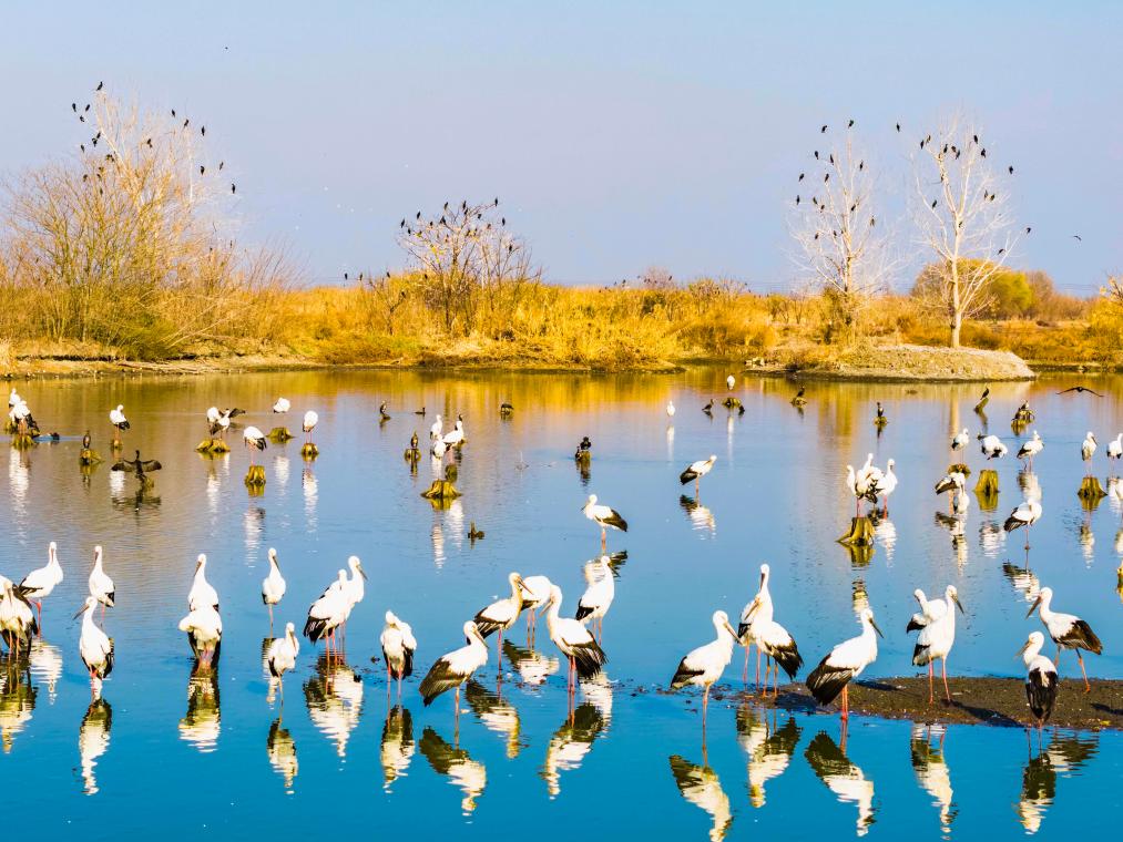 调查显示江苏越冬水鸟数量超52万只