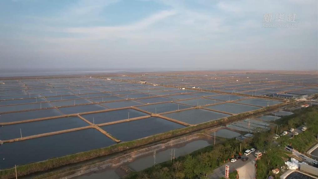 江苏射阳：3万亩蟹苗产销两旺 激活水产种业经济新活力