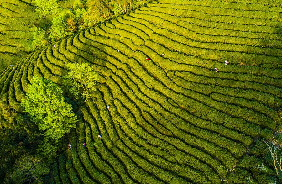 光山，不止淮南茶
