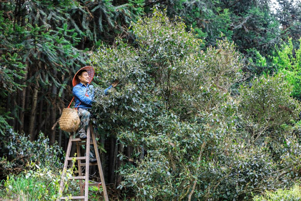 浙江丽水：荒野古茶变“富民金叶”