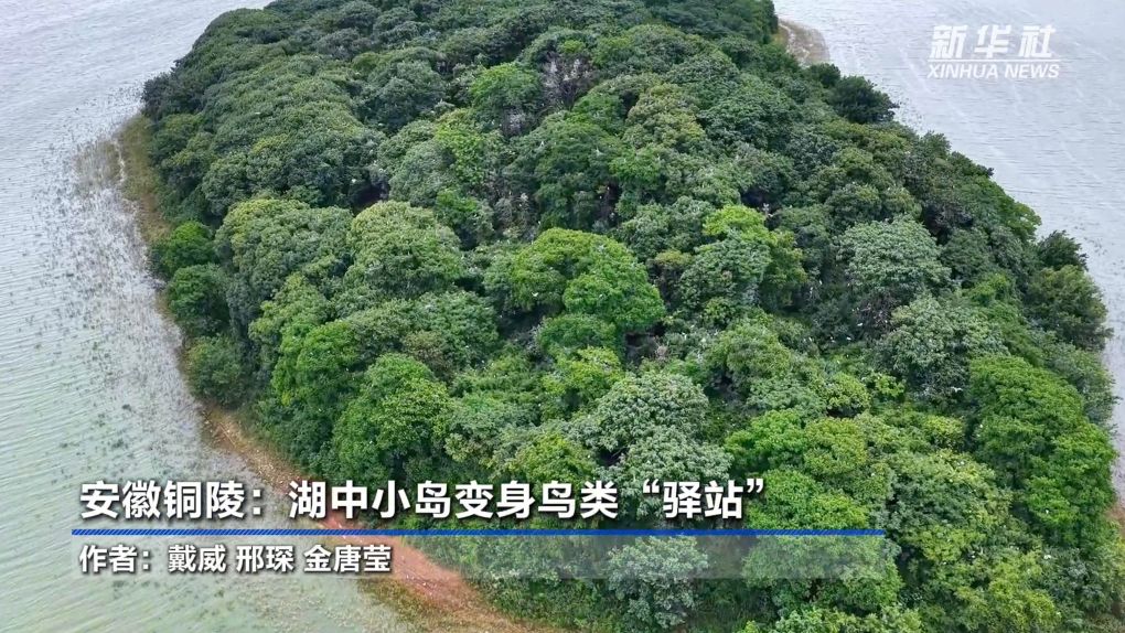 安徽铜陵：湖中小岛变身鸟类“驿站”