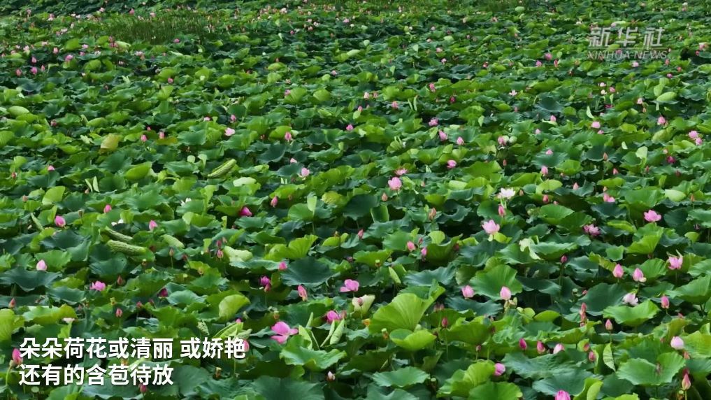 碧水映清荷 绽放吐芬芳