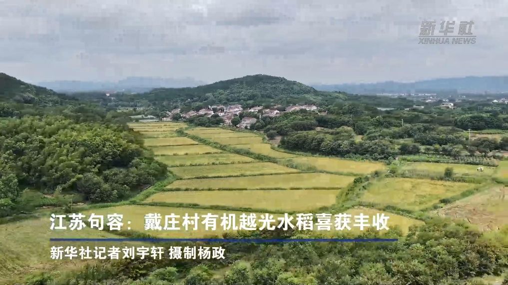 江苏句容：戴庄村有机越光水稻喜获丰收