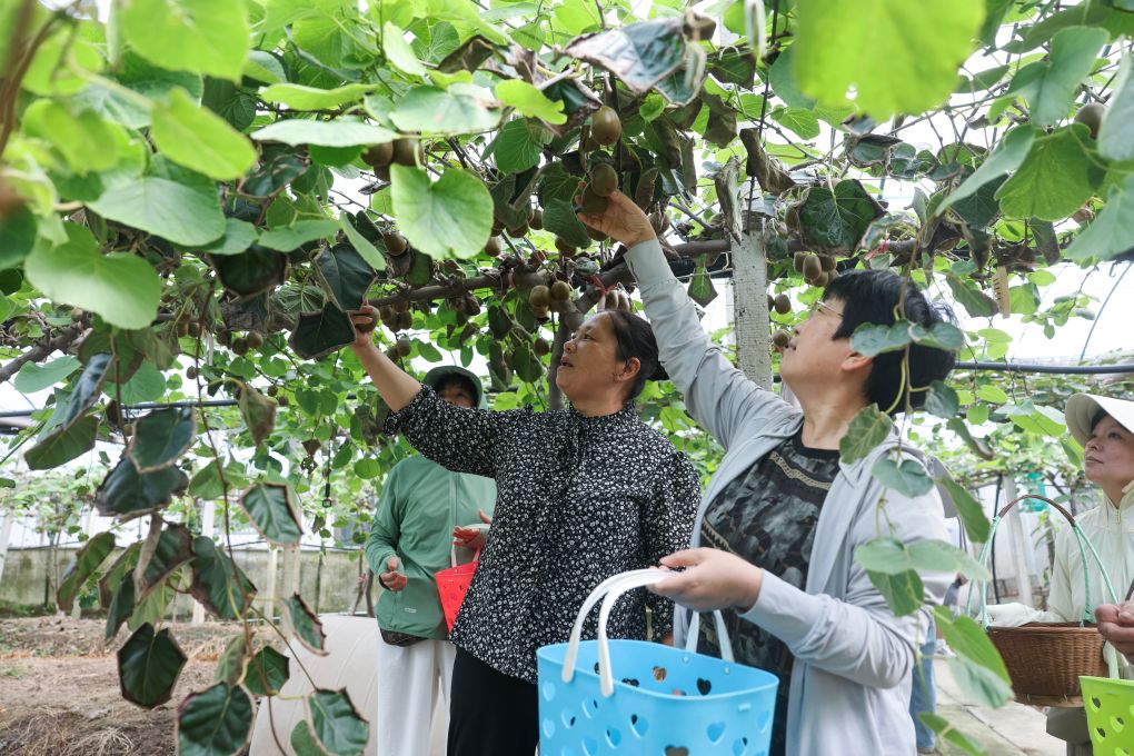 浙江慈溪：初秋时节家庭农场迎丰收