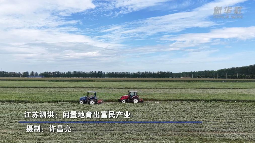 江苏泗洪：闲置地育出富民产业