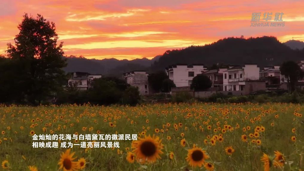 黄山：晚霞尽染向阳花