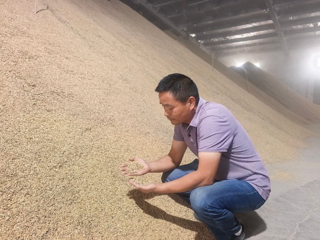 粮食大省秋收忙｜秋收一线看安徽芜湖稻米产业发展