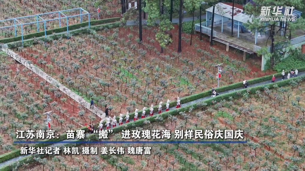 江苏南京：苗寨 “搬” 进玫瑰花海 别样民俗庆国庆