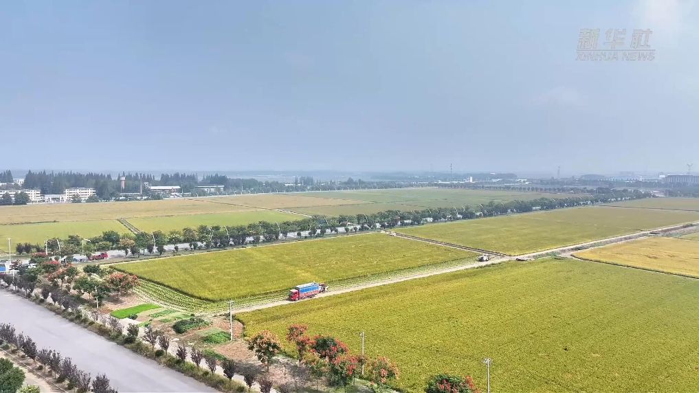 江苏淮安：水稻丰收收割忙