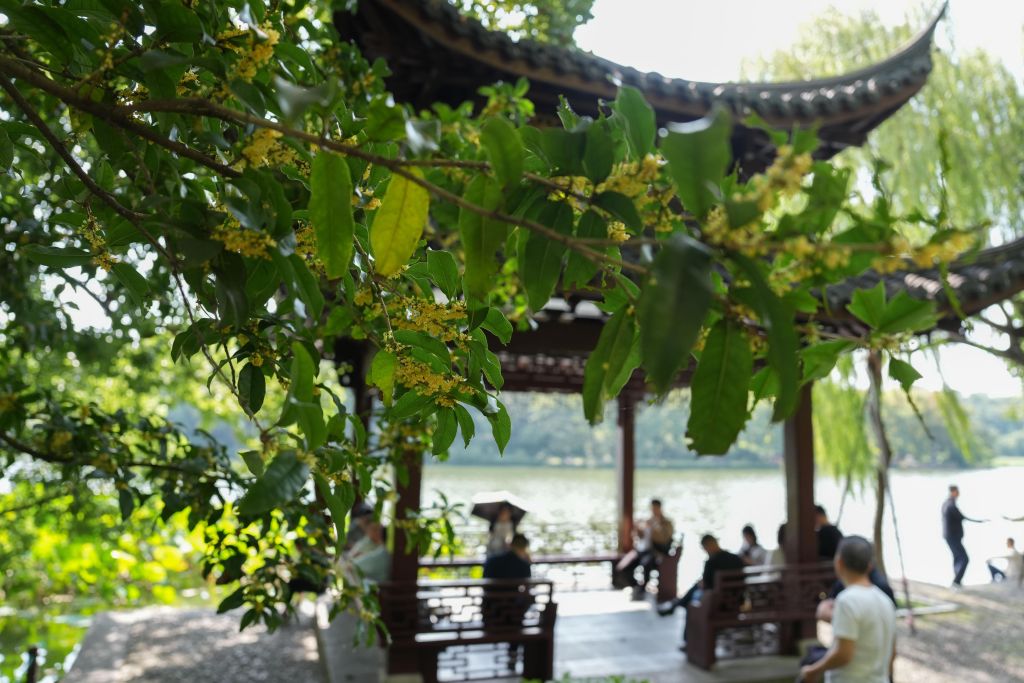 杭州：金秋桂香飘满城