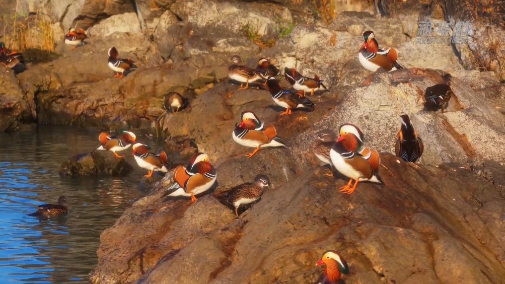 江苏无锡：一湖碧水间 百余只鸳鸯成群悠游