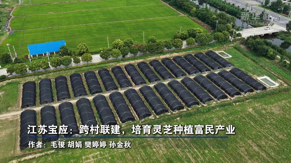 江苏宝应：跨村联建，培育灵芝种植富民产业