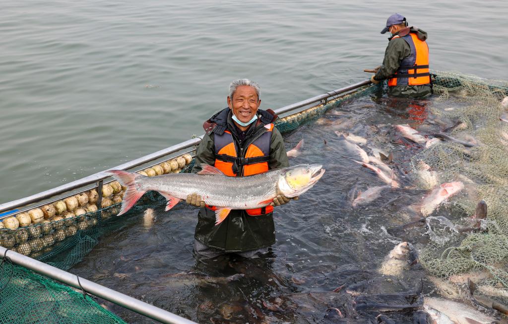 江苏泰州：鱼跃人欢冬捕忙
