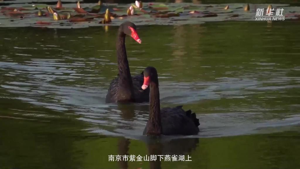 南京：禽鳥遊弋蓮荷妍