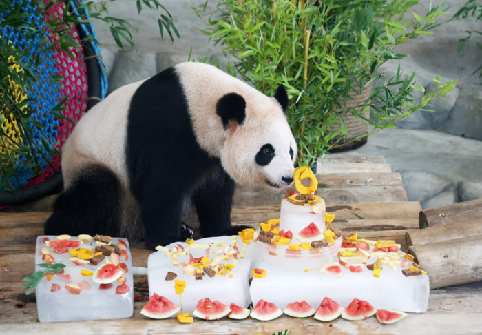 江苏南通：大熊猫龙凤胎兄妹六岁啦！