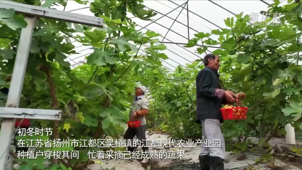 江蘇揚州：綠色農業 蔬果飄香