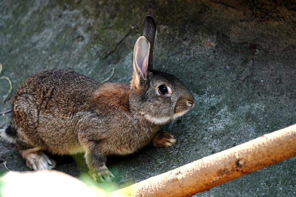 上海动物园：“萌兔”迎新春