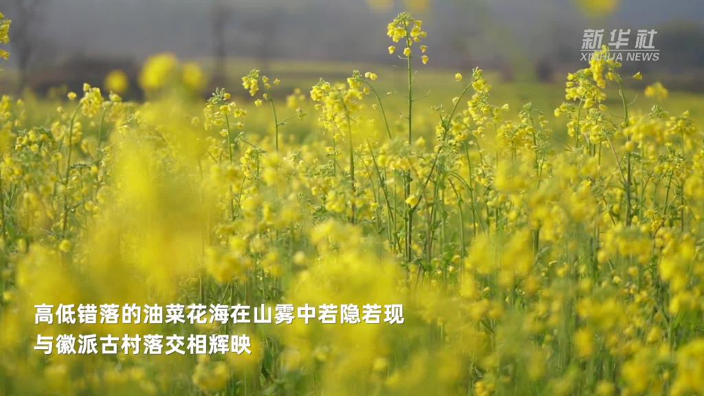 油菜花开春意浓