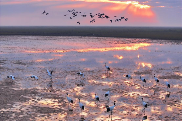 越冬候鸟集结 江苏盐城湿地显生机