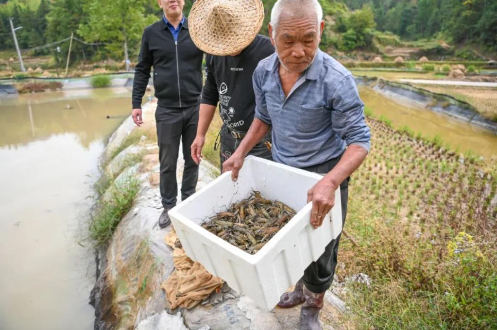 组图丨一地两用粮虾双收浙江文成探索稻虾田里共富新天地