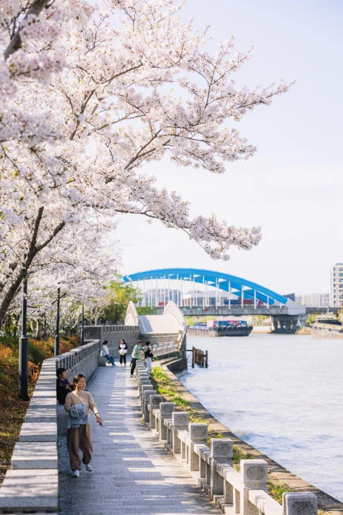 苏州浒墅关运河之畔樱花绽