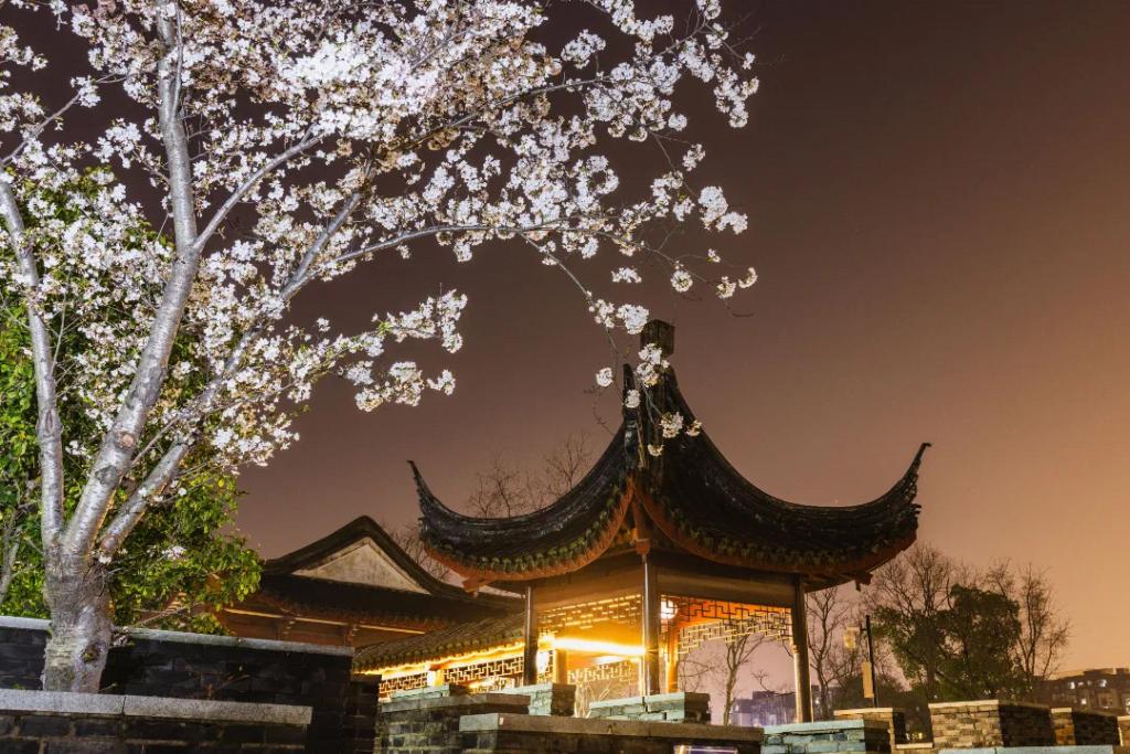 苏州浒墅关运河之畔樱花绽