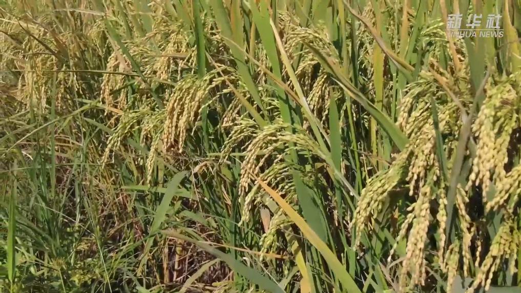 浙江金华:稻浪金黄迎丰收 田间服务暖农心