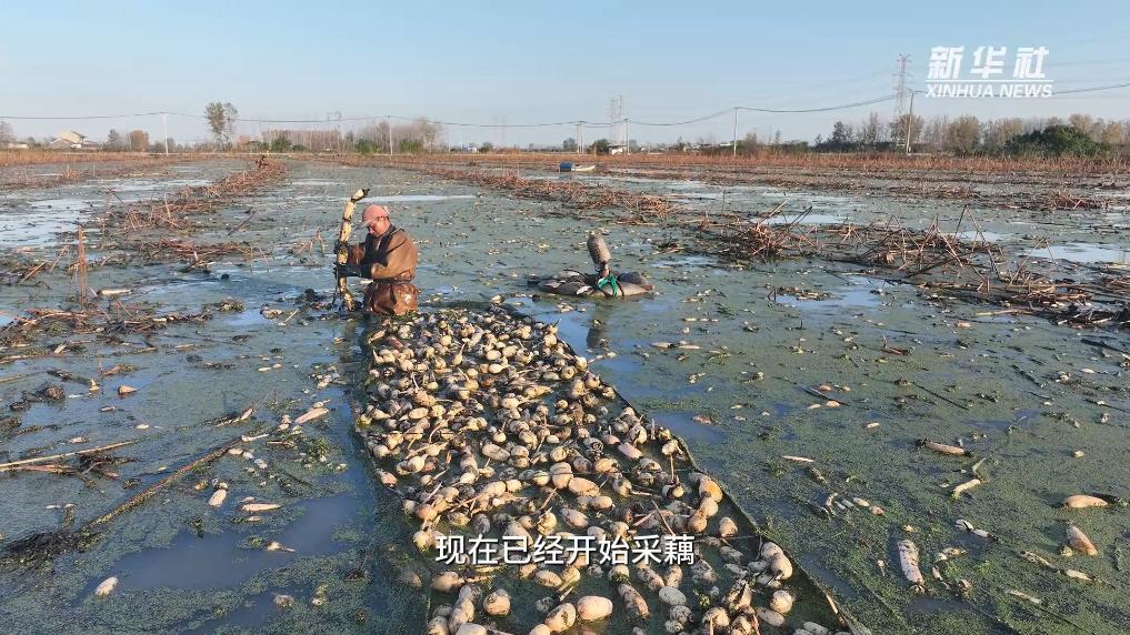 江苏洪泽:初冬时节采藕忙
