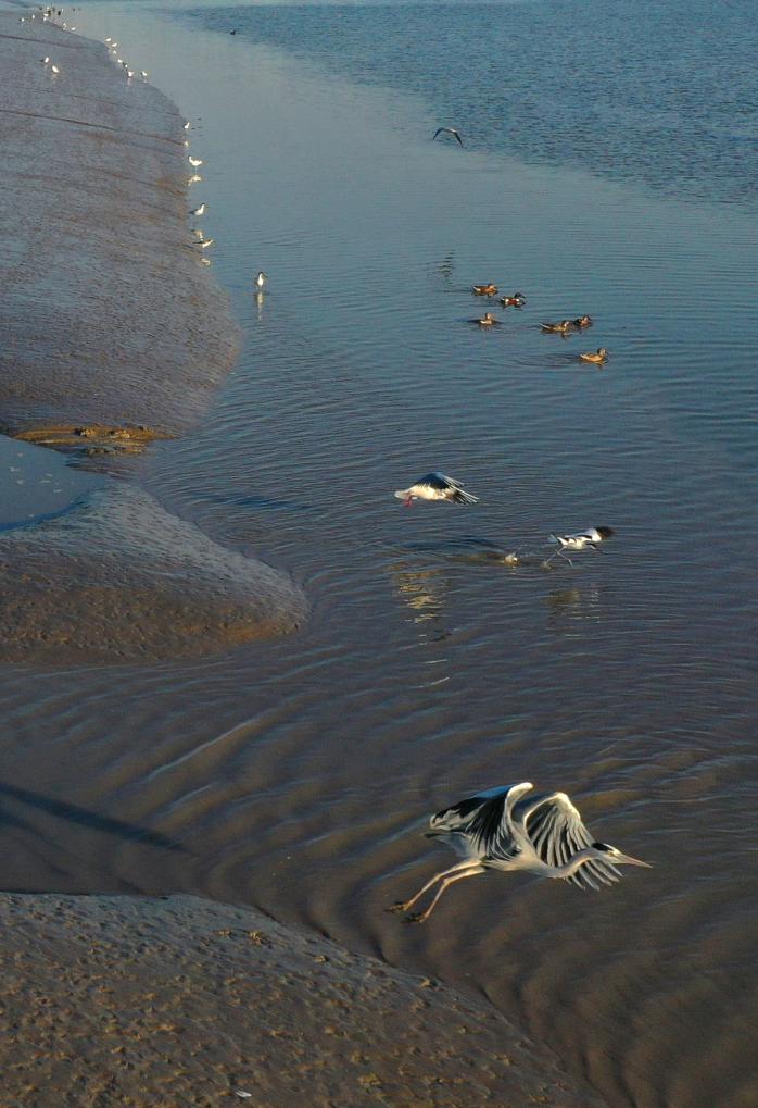 江苏如东:滩涂湿地候鸟栖
